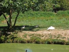 101PARC AUX OISEAUX DANS L AIN 2016 1_000027